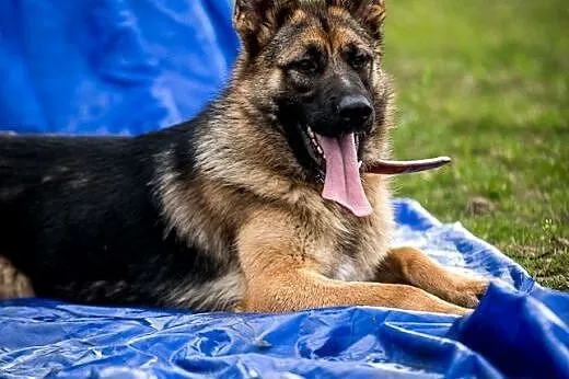 Suczka w typie owczarka niemieckiego, WŁADZIA szuka domu, pokochaj ją! adoptuj!,  mazowieckie Warszawa