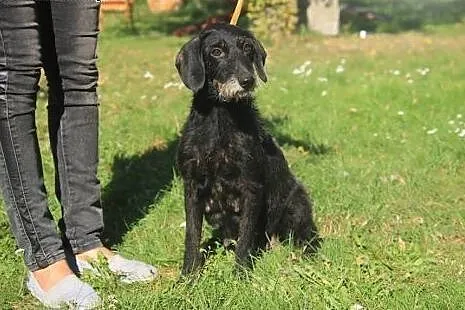 Laura piękna sunia potrzebuję kochającego i odpowi
