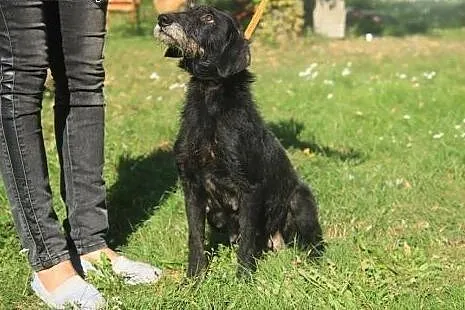 Laura piękna sunia potrzebuję kochającego i odpowi