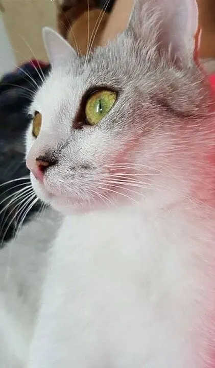 Mizia - piękna i młoda KOTKA DO ADOPCJI!, mazowie