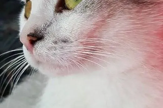 Mizia - piękna i młoda KOTKA DO ADOPCJI!,  mazowie