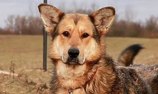 Onek do adopcji, podlaskie Augustów