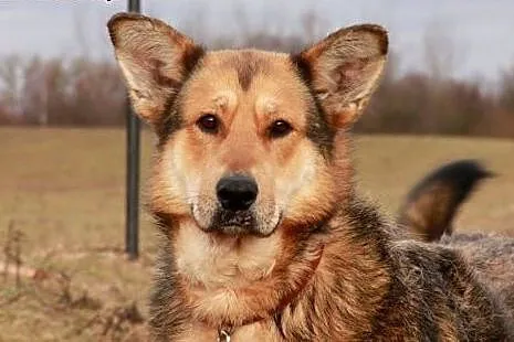 Onek do adopcji,  podlaskie Augustów