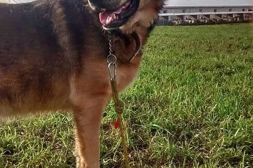 Onek do adopcji,  podlaskie Augustów