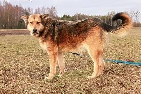 Onek do adopcji,  podlaskie Augustów