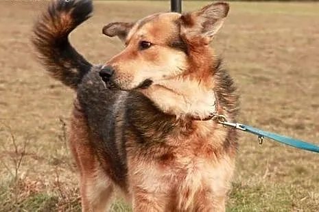 Onek do adopcji,  podlaskie Augustów
