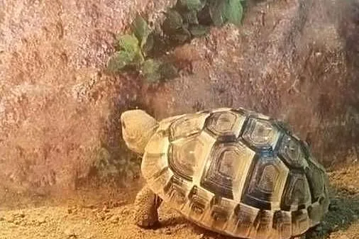 Żółw grecki + wyprawka na start