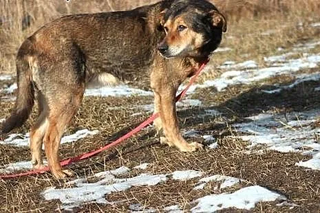 Taszka- bardzo wrażliwa, spokojna, kochająca sunia