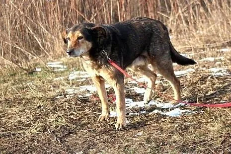 Taszka- bardzo wrażliwa, spokojna, kochająca sunia
