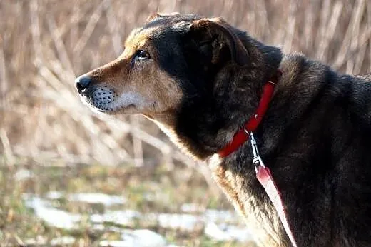 Taszka- bardzo wrażliwa, spokojna, kochająca sunia