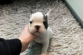 Buldogi Francuskie Zapraszamy