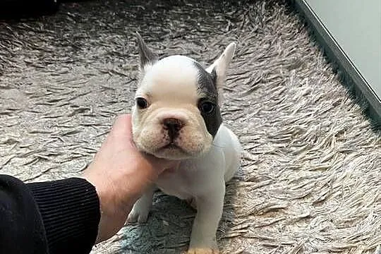 Buldogi Francuskie Zapraszamy