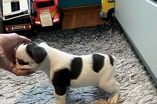 Buldogi Francuskie Zapraszamy, Małopolskie, Kraków