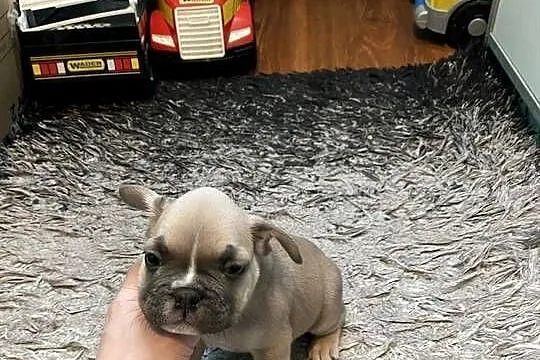 Buldogi Francuskie Zapraszamy, Małopolskie, Kraków