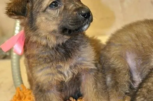 KOMU?! KOMU?! 8 tyg HAYDE CHCE DO DOMU!!!,  mazowi