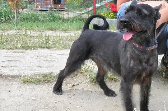 Paket - cudowny psiak w typie sznaucera szuka domu