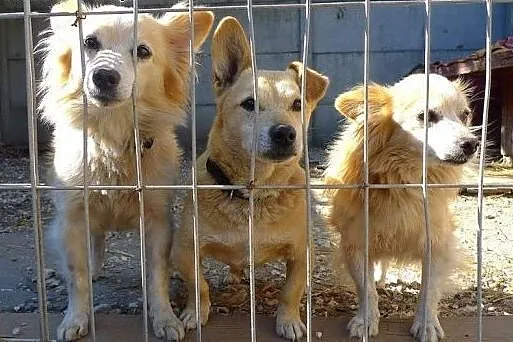 Maleńki Dyzio marznie - kto przytuli do serca jego