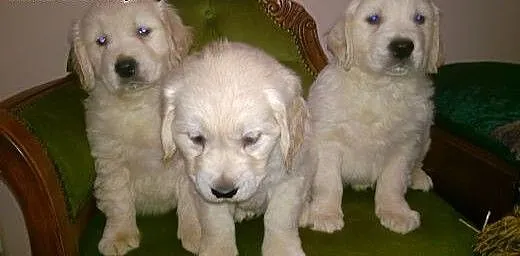 Golden retriever śliczne szczeniaki, łódzkie Rado