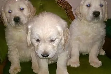Golden retriever śliczne szczeniaki, łódzkie Radomsko