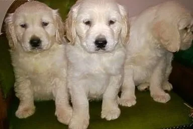 Golden retriever śliczne szczeniaki,  łódzkie Rado