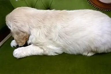 Golden retriever śliczne szczeniaki,  łódzkie Rado