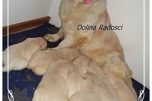 Golden retriever śliczne szczeniaki,  łódzkie Rado