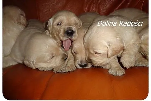 Golden retriever śliczne szczeniaki,  łódzkie Rado
