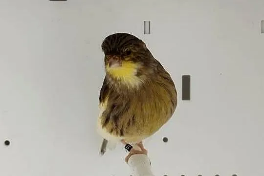 Kanarki samice 25 r., Wielkopolskie, Gostyń