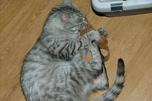 Mysia &#8211; piękna, wesoła srebrna kotka szu