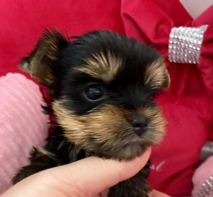 Yorkshire Terrier piesek, Mazowieckie, Warszawa