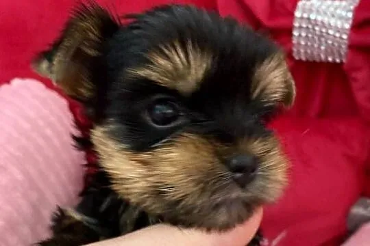 Yorkshire Terrier piesek, Mazowieckie, Warszawa
