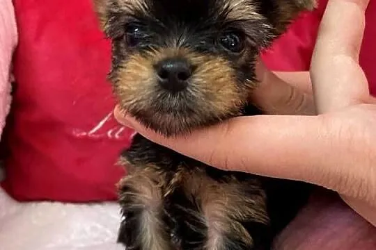 Yorkshire Terrier piesek, Mazowieckie, Warszawa