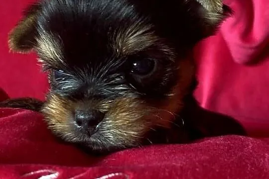 Yorkshire Terrier piesek, Mazowieckie, Warszawa
