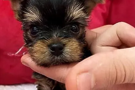 Yorkshire Terrier piesek, Mazowieckie, Warszawa