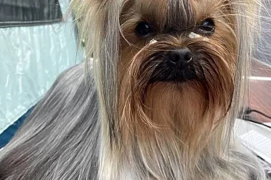 Yorkshire Terrier piesek, Mazowieckie, Warszawa