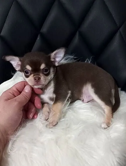 Chihuahua, Opolskie, Opole