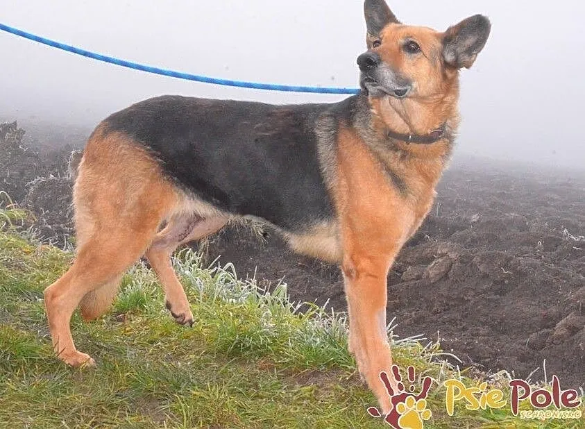 ORSEJKA-Kochana sunia w typie owczarka szuka troskliwego domu, adopcja, Małopolskie, Kraków