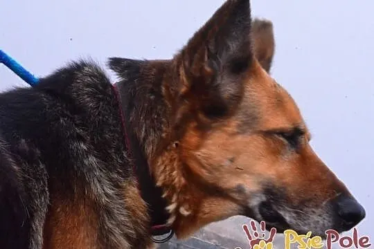 ORSEJKA-Kochana sunia w typie owczarka szuka troskliwego domu, adopcja, Małopolskie, Kraków