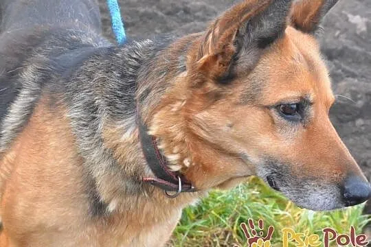 ORSEJKA-Kochana sunia w typie owczarka szuka troskliwego domu, adopcja, Małopolskie, Kraków