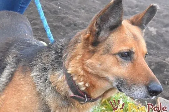 ORSEJKA-Kochana sunia w typie owczarka szuka troskliwego domu, adopcja, Małopolskie, Kraków