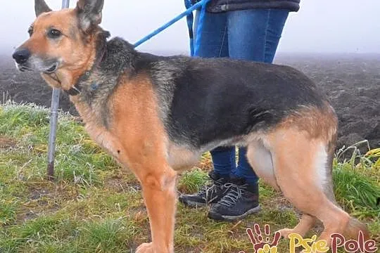 ORSEJKA-Kochana sunia w typie owczarka szuka troskliwego domu, adopcja, Małopolskie, Kraków