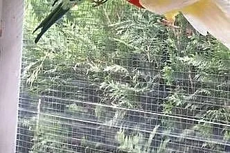 Rozelle bialolice parka, Wielkopolskie, Czmoń