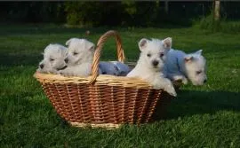 Szczenięta West Highland White Terrier  do adopcji e-mail; {{biancalaura905@gmail.com}}