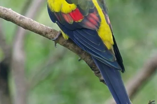 Kupię samiec papuga górska księżniczka słoneczna, Cyców