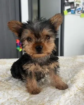 Zdrowe szczenięta Yorkshire Terrier, pies i suczka, na sprzedaż