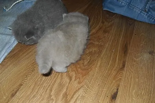 Kot kocięta brytyjski brytyjskie