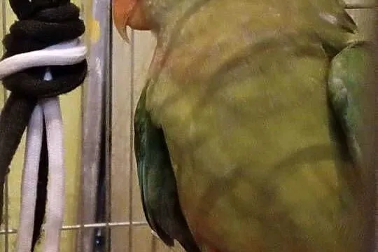 Papuga Barabanda księżniczka tarczowa sprzedam PILNE, Lubuskie, Zielona Góra