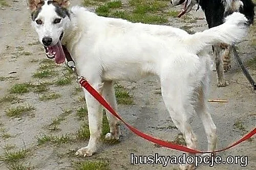 ROKI- młody i inteligentny mix husky do adopcji,  