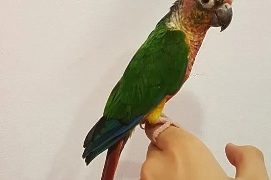Papuga rudosterka zielonolica żółtobrzucha młoda r, Dąbrowa Górnicza