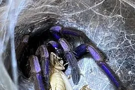 Chilobrachys natanicharum samiczka 4,5DC